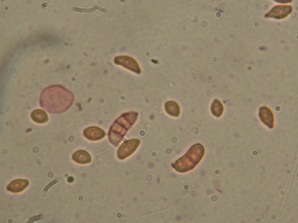 In mancanza di .... QUIZ